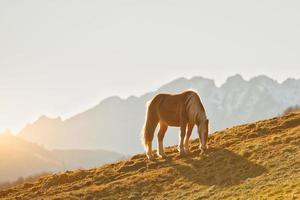 Horse grazes in a mountain meadow on the Alps photo