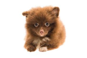 Pomeranian spitz puppy photo