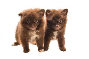 Pomeranian spitz puppy photo