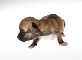 gracioso cachorro chihuahua posa sobre un fondo blanco foto