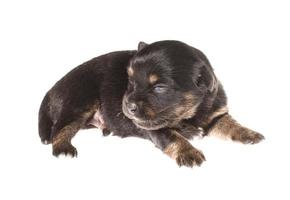 Funny puppy Chihuahua poses on a white background photo