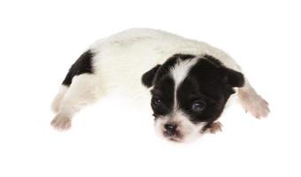 Funny puppy Chihuahua poses on a white background photo