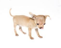 Funny puppy Chihuahua poses on a white background photo