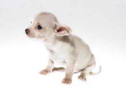 gracioso cachorro chihuahua posa sobre un fondo blanco foto