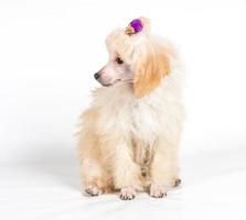 Apricot poodle puppy portrait on a white background photo