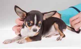 retrato de un lindo cachorro de pura raza chihuahu foto