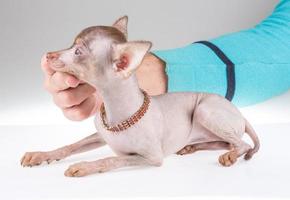 Chinese Crested Dog photo