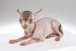 Chinese Crested Dog photo