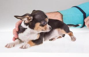 portrait of a cute purebred puppy chihuahu photo