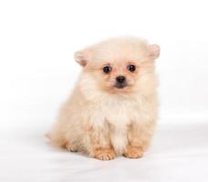 Pomeranian Spitz puppy on a white background photo