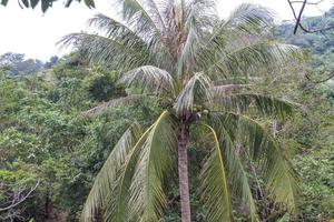 Chinese jungle, island of Hainan photo