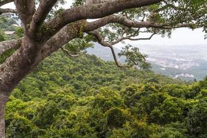 selva china, isla de hainan foto