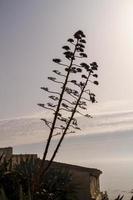 Agave on rocky shore photo