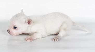 chihuahua puppy  in front of a white background photo