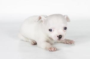 chihuahua puppy  in front of a white background photo