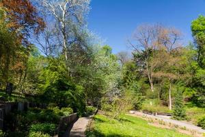 summer park, trees photo