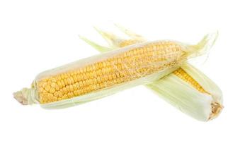 Fresh raw corn cob isolated on the white photo