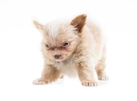 Funny puppy Chihuahua poses on a white background photo