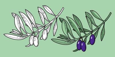 Set of Monochrome and color vector illustration. Olive tree branch with olive berries, line, botanical illustration on a green background