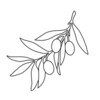 Olive branch with berries, monochrome botanical illustration on a white background for packaging olives and olive oil, vector