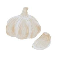 vegetarian garlic seasoning healthy onion harvest plant ingredient flavor herb vector kitchen cook