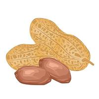 avellana almendra anacardo maní producto dibujos animados bocadillo nuez núcleo culinario asiático orgánico pistacho vector