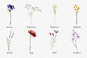 Set of Baby Flower Watercolor vector