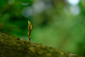 durian tree small photo