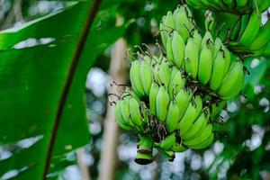 The bananas on the tree are about to ripen. photo