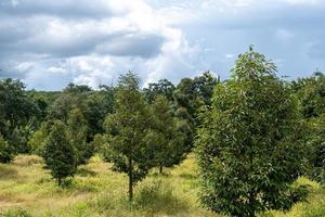 árbol durian pequeño foto