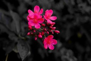 flores rosas sobre fondo negro foto