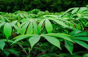 Two-month-old cassava leaves photo