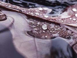 A close-up of a leaf in water. photo