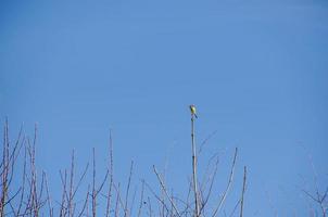 bluetit on bough with sky photo