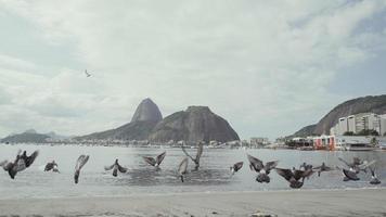 Sugarloaf sugar loaf mountain Pao de Acucar panorama view and cityscape of the Urca village in Rio de Janeiro Brazil. photo