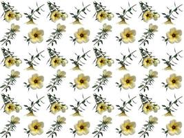 pattern Flowers on a white background photo