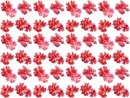 Flowers Pattern on a white background photo