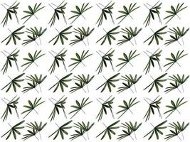 Leaf pattern on a white background photo