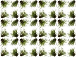 Leaf pattern background photo