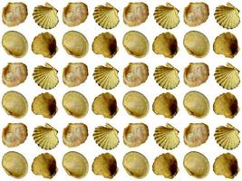 Seashell pattern on a white background photo