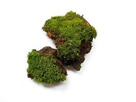 Green moss with dirt or soil isolated on white background photo