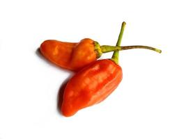 Chili pepper isolated on a white background. hot red chili pepper photo