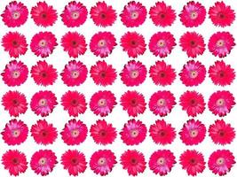 Pattern Flowers background photo