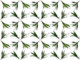 Leaves pattern on a white background photo