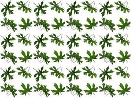 Pattern Leaves on a white background photo