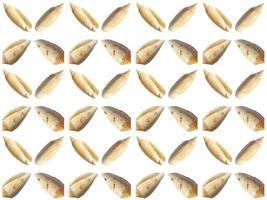 clam pattern on a white background photo