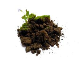 Green moss with dirt or soil isolated on white background photo