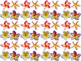 Floral Pattern background photo