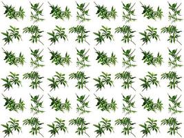 Pattern Leaf background photo