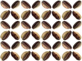 Seashell pattern on a white background photo